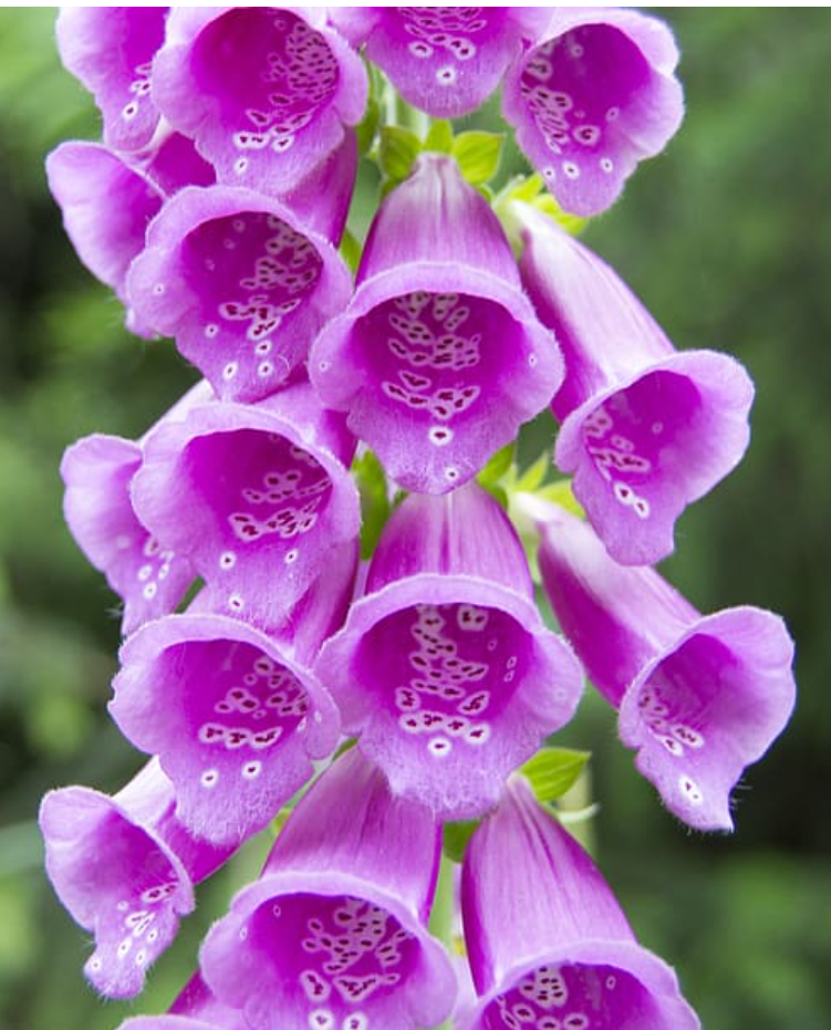 imagen del patrocinador